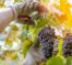 wine grower picking grapes or doing the harvesting in vineyard close up as sun shines